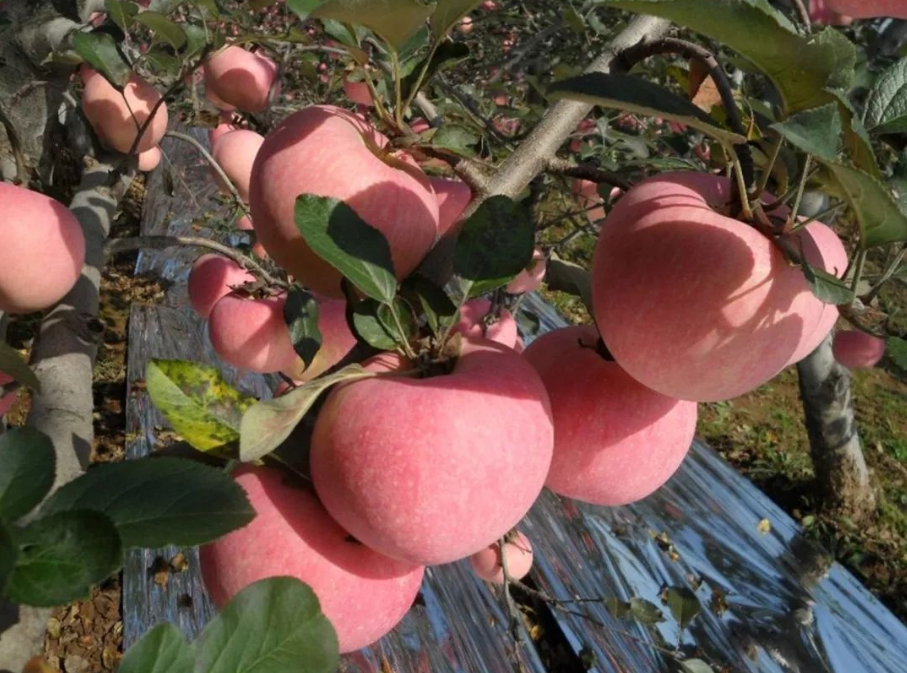 農(nóng)產(chǎn)品配送公司為您報(bào)道：來自陜西千陽蘋果的故事