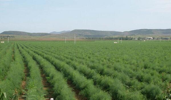 1760175443.jpg tupian_lusun4.jpg