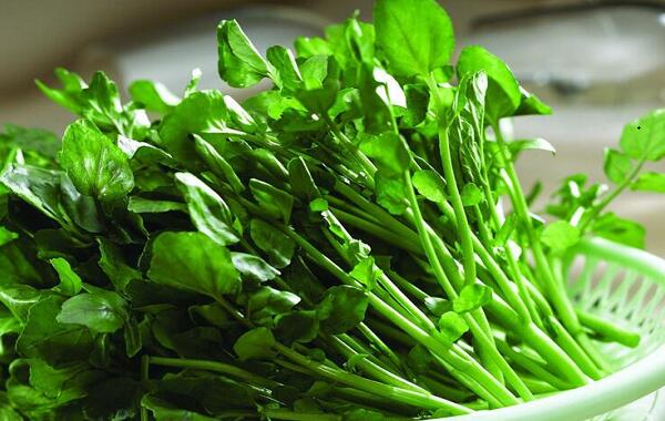 1760176096.jpg tupian_xiyangcai3.jpg