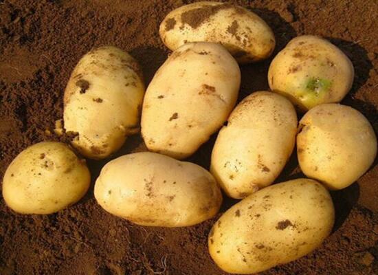 1760261597.jpg tupian_tudou1.jpg