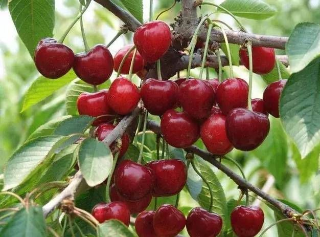 今年車厘子的價格和質量受哪些因素影響?