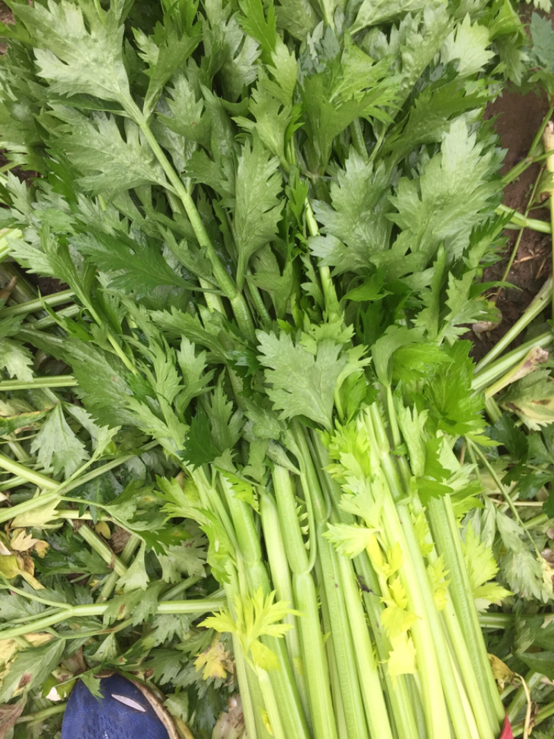 1770736422392557.jpeg 芹菜2.jpeg